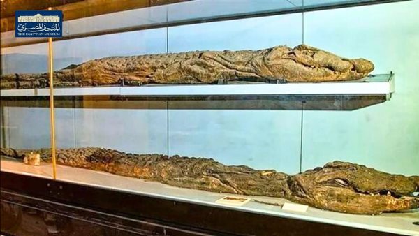  مومياوات لـ تمساح