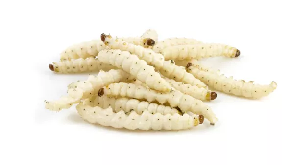 رؤية الدود الأبيض