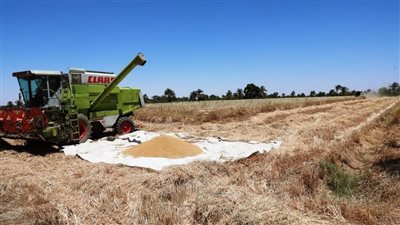 توريد 257 ألفًا و440 طن قمح داخل الصوامع والشون والبناكر الخاصة بأسوان