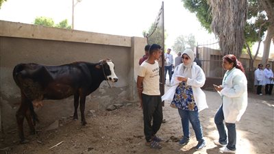 جامعة الفيوم: علاج 1045 حالة من الماشية بالمجان ضمن القافلة البيطرية بقرية الأعلام |صور