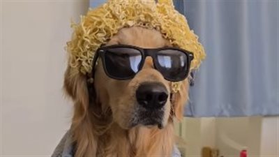 هل ستصبح الكلاب مؤثرة على السوشيال ميديا؟.. كلب يخوض التجربة ويتابعه أكثر من نصف مليون شخص