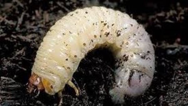 رؤية الدود في المنام