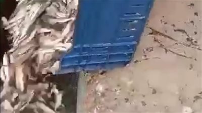 بعد إلقاء كميات كبيرة من الأسماك في مياه السويس: نقيب الصيادين يوضح السبب