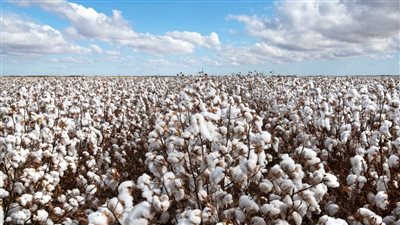 الهند أكثر الدول استيرادا للقطن المصري خلال 2024 بـ 692.2 ألف قنطار