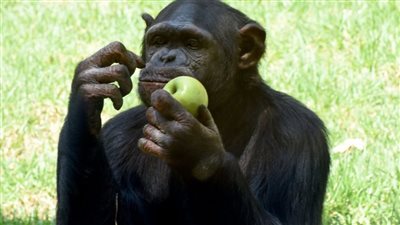 دراسة: الشمبانزي يستخدم النباتات الطبية لعلاج جروحه ومساعدة الآخرين