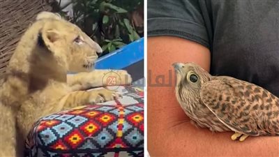 التحفظ على شبل أسد.. وإسعاف صقر صغير وإطلاق سراحه بالغردقة