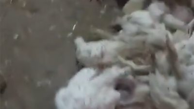 اتحاد منتجي الدواجن: نفوق 30% من الفراخ بمصر بسبب فيروس وبائي.. ونتهم هيئة الخدمات البيطرية بالتسبب في الأزمة | فيديو