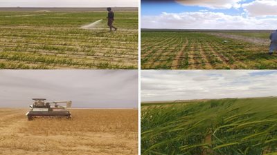 أكاديمية البحث العلمي تعلن إطلاق المرحلة الثانية من المزرعة البحثية النموذجية في منطقة المغرة