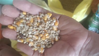 ضبط أكثر من 12 طن قمح داخل محل أعلاف لاستخدامها في غير الأغراض المخصصة لها بالبحيرة