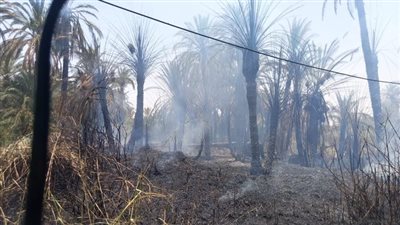حريق هائل يلتهم النخيل في إسنا بالأقصر.. والحماية المدنية تنجح في السيطرة 
