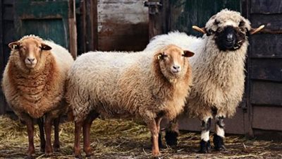 ما حكم الانتفاع بلبن الأضحية وصوفها قبل ذبحها؟.. اعرف رأي الشرع 