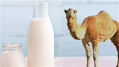 السعودية تبحث تصدير حليب الإبل إلى الصين