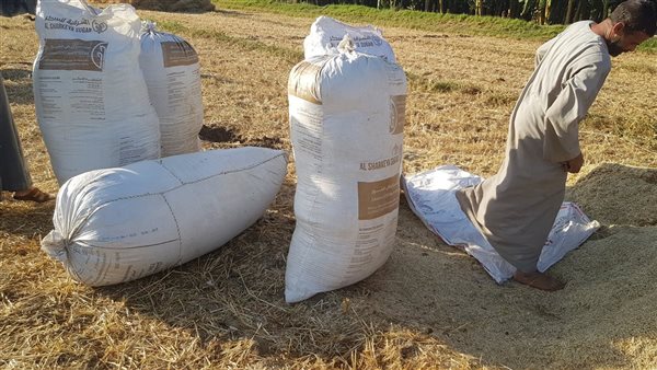 ارتفاع أسعار التبن