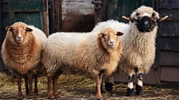 الأضاحي - أرشيفية