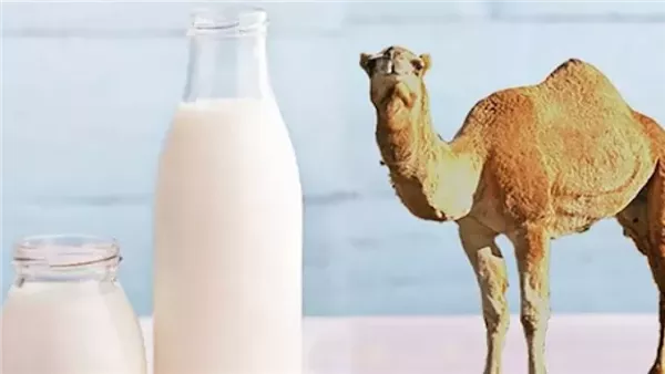  حليب الإبل - تعبيرية