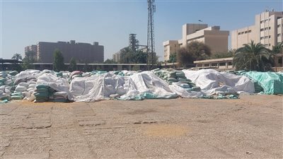 محافظ أسيوط: توريد 132 ألف طن قمح محلي لـ28 موقعًا تخزينيًا بالمراكز حتى اليوم