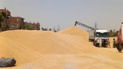 التوريد بلغ 12 ألف طن.. وكيل تموين الأقصر: موسم القمح مبشر بالخير