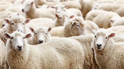 إحالة موظف بأحد أحياء القاهرة للتحقيق لاصطحابه خروفًا لديوان الحي | خاص