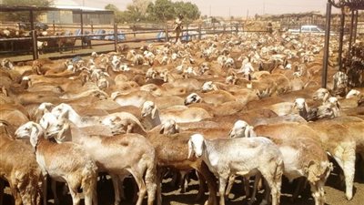 بعد تصريحات الهلالي عن التضحية بدجاجة.. المشرف على أروقة الأزهر: ما زال يواصل حملاته على الشعائر الإسلامية