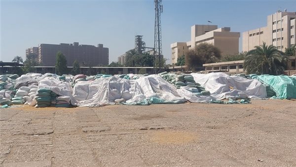 شون القمح بأسيوط