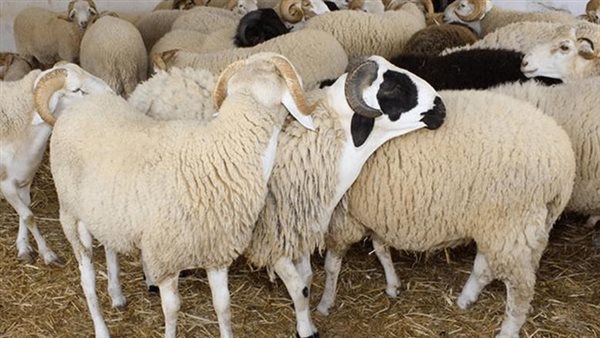 الأضاحي - أرشيفية