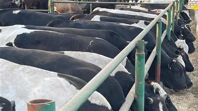 1.264 مليار دولار واردات مصر من اللحوم والأبقار الحية خلال 2024