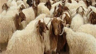 دار الإفتاء توضح مستحبات ذبح الأضحية 