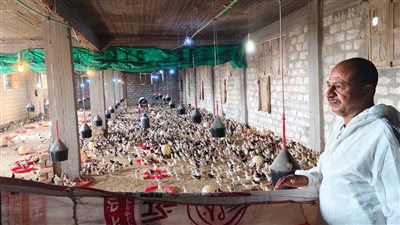 لمدة 10 أيام.. حملة موسعة لمسح مزارع الدواجن بالأقصر