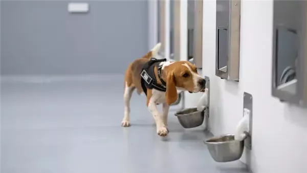 تجربة باستخدام الكلاب