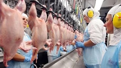 بعد رصد إنفلونزا الطيور بالبرازيل.. شعبة المواد الغذائية: الدواجن البرازيلية المستوردة آمنة