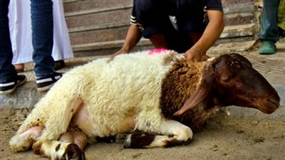  ما هي الأضحية المجزئة وما الذي يجزئ فيها؟