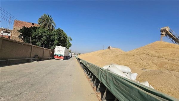 وفرة في القمح بالأقصر