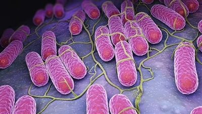 تحذيرات من تفشي التسمم الغذائي في بريطانيا بسبب بعض أنواع الفاكهة الصيفية 