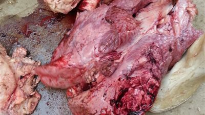 قبل عيد الأضحى.. إعدام عجلين بعد ذبحهما بسبب إصابتهما وعدم صلاحية اللحم