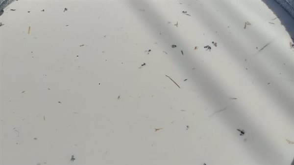 ألبان غير صالحة للاستهلاك