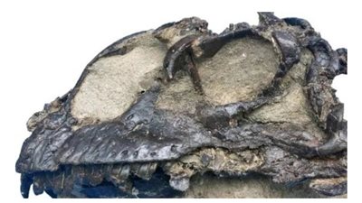 يعود تاريخها لـ165 مليون سنة.. باحثون يكتشفون نوعًا من الديناصورات المتحجرة