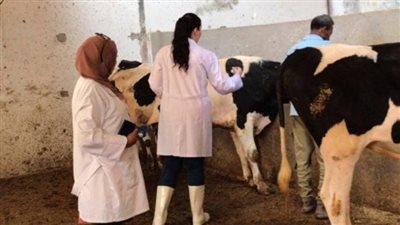 الزراعة: إعطاء 6.8 مليون جرعة لتحصين الماشية ضد الحمى القلاعية والوادي المتصدع