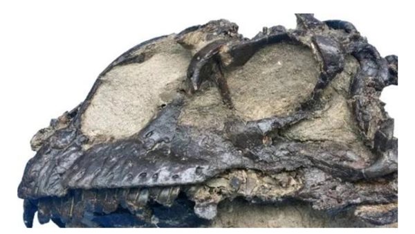 ديناصورات متحجرة