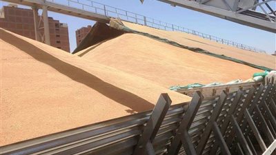 الشون والصوامع بسوهاج تستقبل 165 ألف طن قمح.. وصرف 2.5 مليار جنيه مستحقات للمزارعين