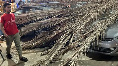 سقوط نخلة على عدد من السيارات في شارع اللبيني بفيصل دون إصابات