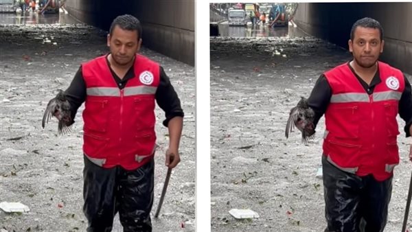 محمد شعبان - فرد