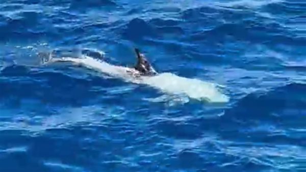 دلافين تظهر للسائحين