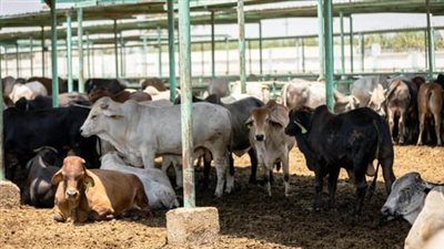 هل نهى النبي عن ذبيحة شهر رجب؟.. الإفتاء تجيب