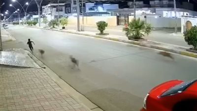 مشهد مؤثر لطفل ينطق بالشهادة خلال مطاردة كلاب خلال ذهابه لصلاة الفجر يثير إعجاب السوشيال ميديا