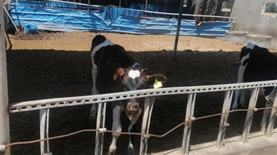 الزراعة: تشخيص وعلاج 37 ألف رأس ماشية وتلقيح 42 ألفًا من الجاموس والأبقار