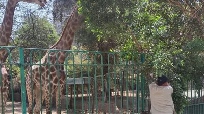 متحدث الحكومة: انتهاء تطوير حديقتي الحيوان والأورمان قريبًا.. وشركة خاصة تتولى الإدارة 