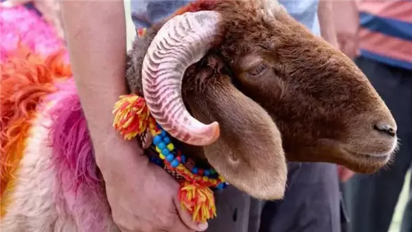 كيفية توزيع لحم الأضحية