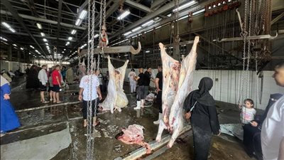 الزراعة: المجازر الحكومية استقبلت أكثر من 34 ألف أضحية بجميع المحافظات