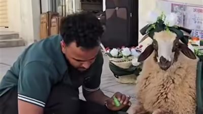 بطلاء أظافر ومواد تجميل.. فيديو لشاب ليبي يزين خروف العيد لخطيبته يثير الجدل بالسوشيال ميديا 