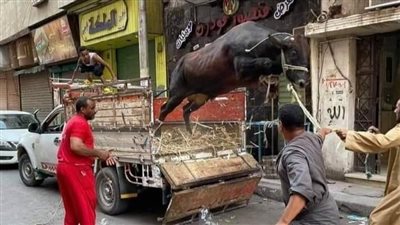 فيديوهات هروب الأضحية قبل الذبح 2025 تتصدر محركات البحث